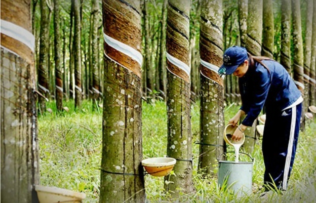 Cổ phiếu PHR đã tăng hơn 39% kể từ đầu năm 2019