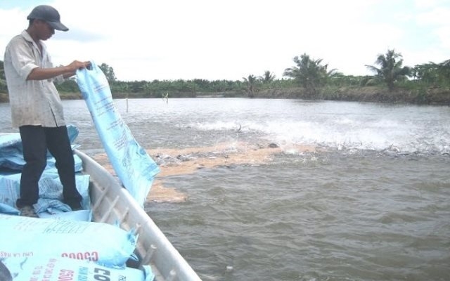 Giá cá tra nguyên liệu hiện chỉ còn dao động quanh mức 24.000-25.000 đồng/kg, giảm 11.000 đồng/kg so với mức giá cao nhất đã đạt được của năm 2018 (Ảnh Internet)