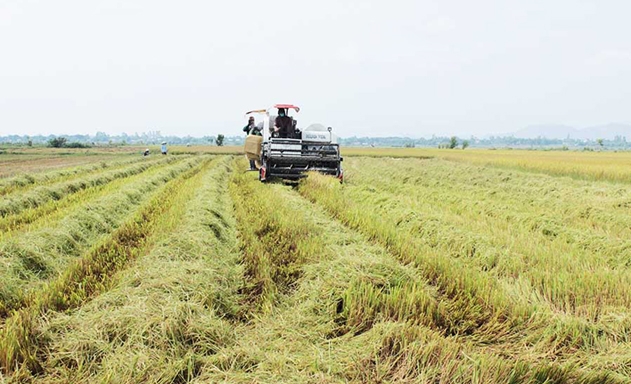 Đông Quý đang có cánh đồng mẫu lớn với diện tích hơn 100 ha