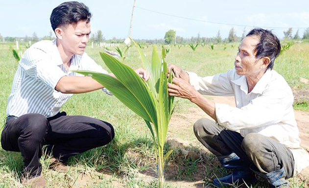 Thạc sĩ Nguyễn Văn Dũng hướng dẫn người dân trồng dừa xiêm