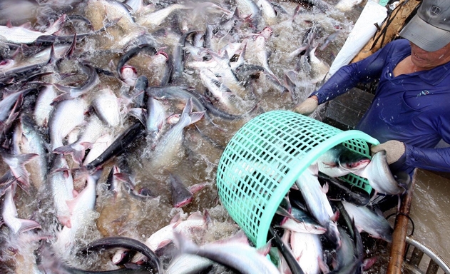 Những tháng đầu năm 2019, giá cá tra nguyên liệu liên tục giảm khiến người nuôi lao đao