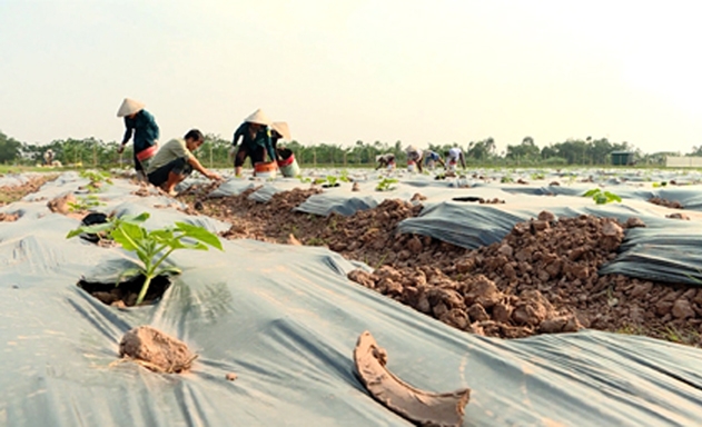 Mô hình trồng rau của HTX