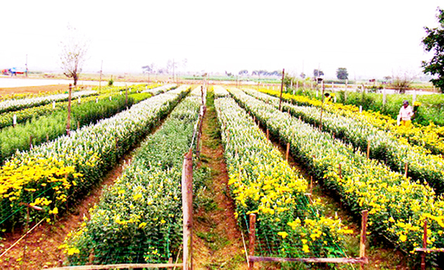 HTX Hồng Hà đang là điểm tựa cho hàng chục tỷ phú trồng hoa