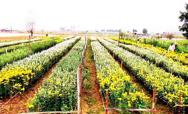 HTX Hồng Hà đang là điểm tựa cho hàng chục tỷ phú trồng hoa