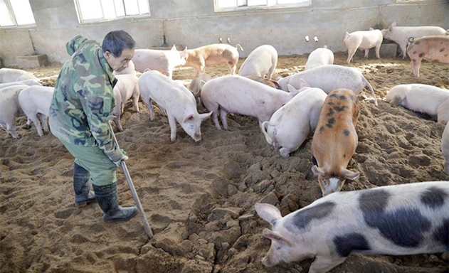 Bất an với dịch tả lợn châu Phi