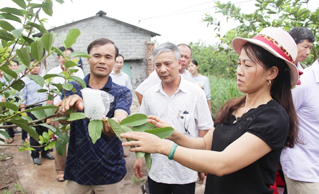 Mô hình vườn ổi VietGAP của HTX thường xuyên đón khách tham quan học tập kinh nghiệm