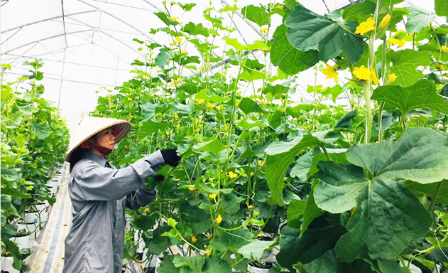 HTX đang tham gia phát triển diện tích trồng dưa lê gần150 ha