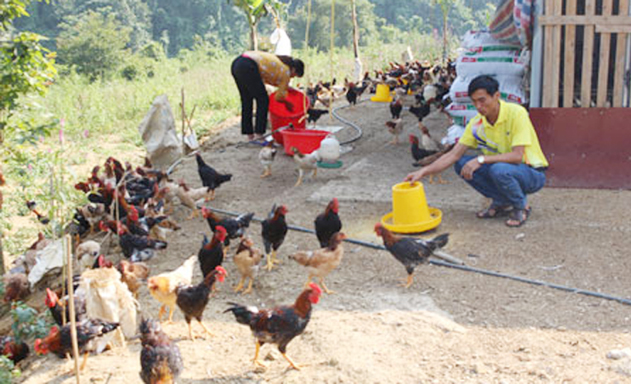 Mô hình nuôi gà của HTX