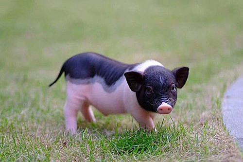 Heo cảnh mini nhập từ Trung Quốc về Việt Nam đang được rao bán rầm rộ (Ảnh: Internet)