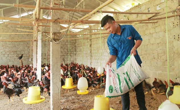 Trại gà của Giám đốc Phạm Hồng Sơn