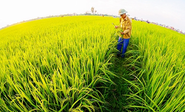 100% thành viên HTX triển khai các giống lúa ngắn ngày, cho năng suất cao
