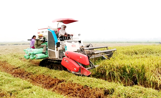 Sản xuất an toàn trở thành bàn đạp để HTX hoàn thiện chuỗi sản xuất khép kín