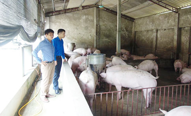 Mô hình chăn nuôi của HTX Tuấn Quỳnh