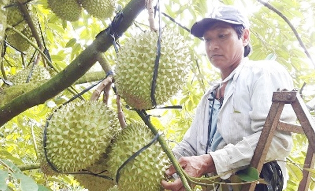 HTX chuyển giao kỹ thuật chăm sóc cây sầu riêng theo tiêu chuẩn VietGAP cho thành viên