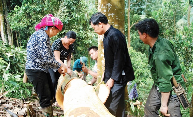 Cây quế đang mang lại cho người dân Nậm Đét nguồn thu hơn 20 tỷ đồng/năm