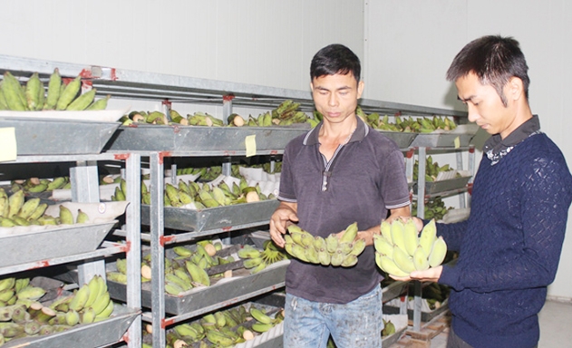 Chuối của HTX được sản xuất theo tiêu chuẩn VietGAP