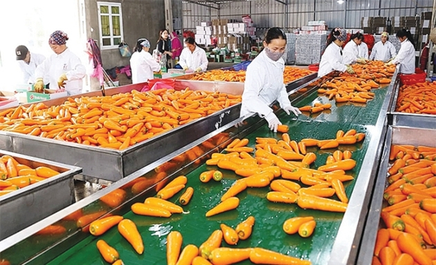 Nông sản Việt vẫn còn thiếu thông tin về thị trường tiêu thụ