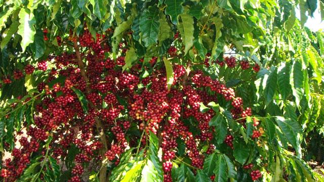 Giá cà phê tăng nhẹ (Ảnh: Internet)