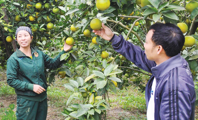 Nhờ quả cam, nhiều hộ gia đình của HTX đã thoát nghèo