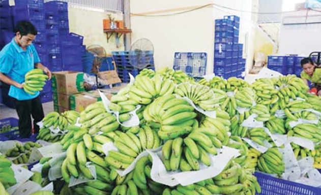 Đầu ra cho DN ngành hàng nông sản còn nhiều mối lo