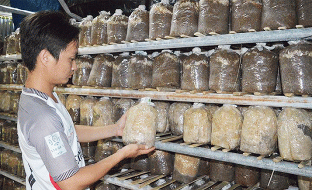 Khu tạo túi phôi nấm bào ngư giống của HTX