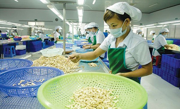 Các nhà máy chế biến điều chỉ nên mua nguyên liệu khi đã có hợp đồng XK