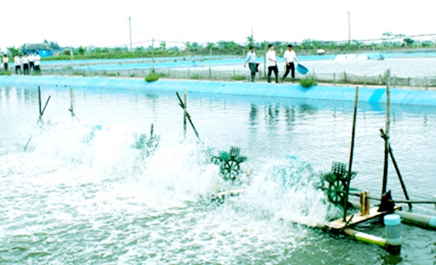Nuôi trồng thủy sản đang là lĩnh vực chủ lực của HTX