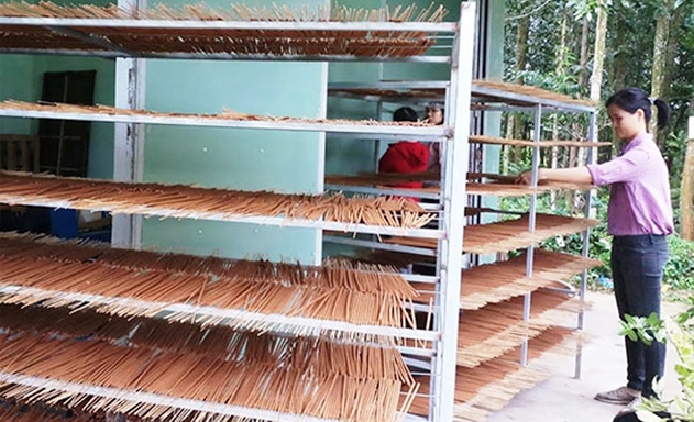 HTX giải quyết việc làm thường xuyên cho 7 lao động