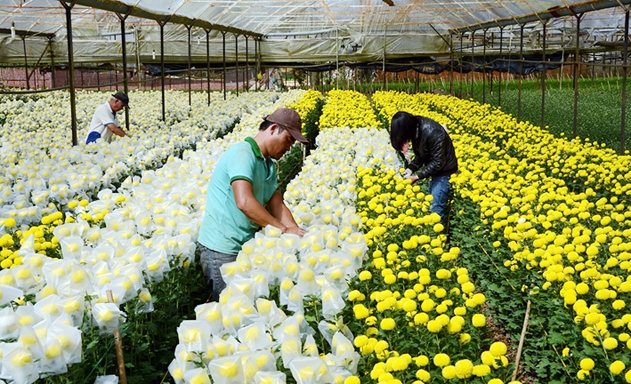 Mô hình trồng hoa cho doanh thu 1,4 tỷ đồng/năm