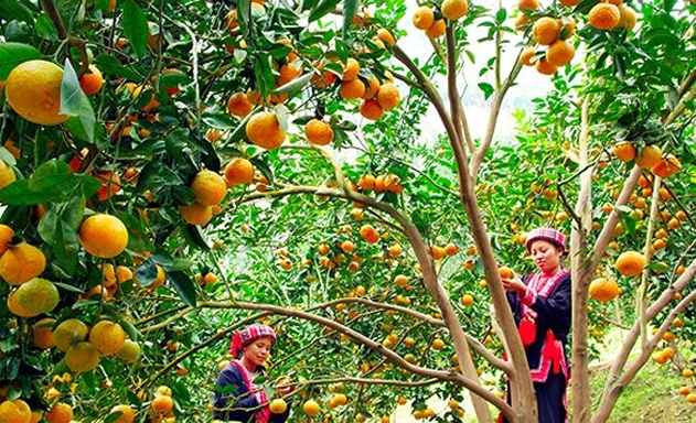 Vùng trồng cam hữu cơ ở Hàm Yên