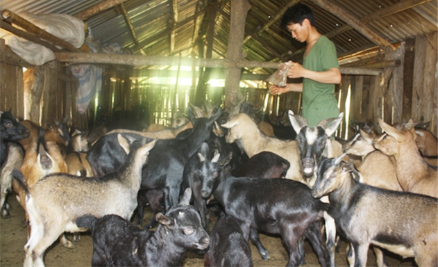 Đàn dê của HTX Đoàn Kết