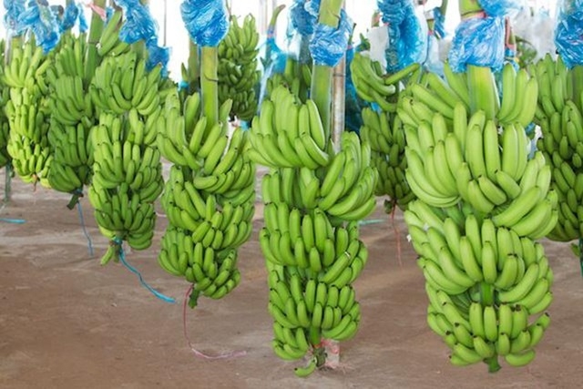 THADI xuất khẩu lô hàng chuối đầu tiên (Ảnh Internet)