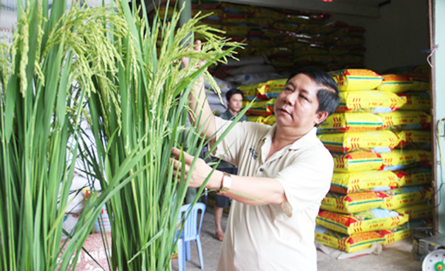 Lúa giống của HTX được nông dân tin tưởng và gieo sạ cho năng suất tốt