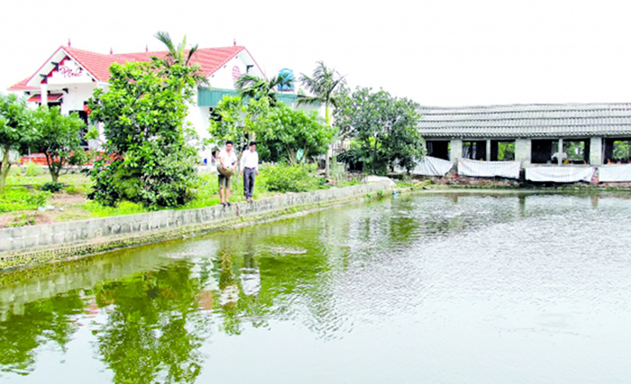 Các mô hình trang trại tổng hợp của HTX đang phát huy hiệu quả và an toàn cao