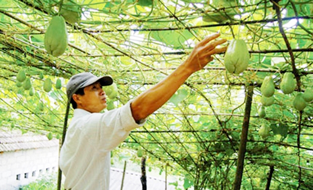 Su su là sản phẩm chủ lực của HTX Hoa Đào