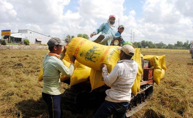 Giá lúa tăng nhẹ nhờ xuất khẩu có tín hiệu tốt (Ảnh Internet)