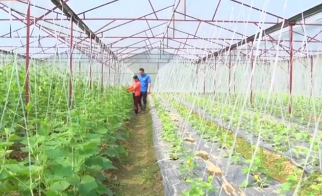 Nhà kính trồng các loại dưa của HTX