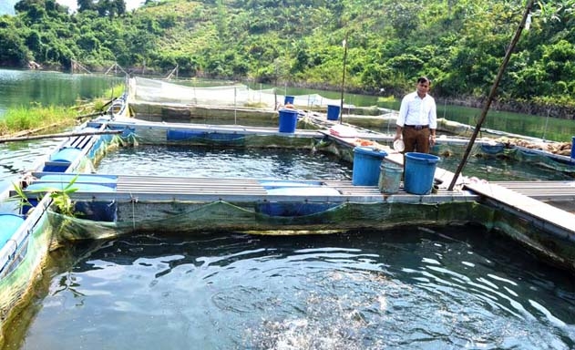 Mô hình nuôi cá lồng của HTX đang cho hiệu quả và an toàn cao