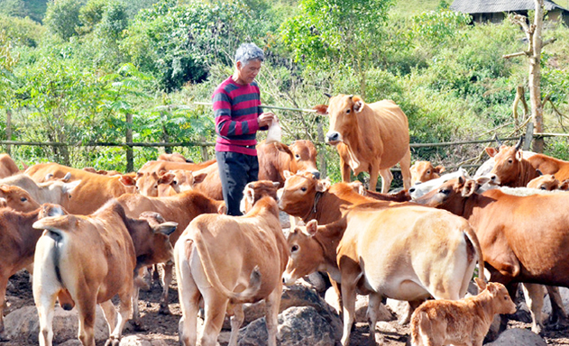 HTX đang cho thấy hiệu quả cao từ mô hình chăn nuôi đại gia súc tập trung