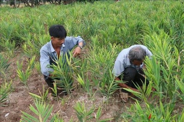 Cây trồng chuyển đổi chủ yếu là cây ngắn ngày như: ngô, lạc, đậu tương, vừng, rau đậu các loại… và cây ăn quả như cam, bưởi, xoài, thanh long…(Ảnh Internet)