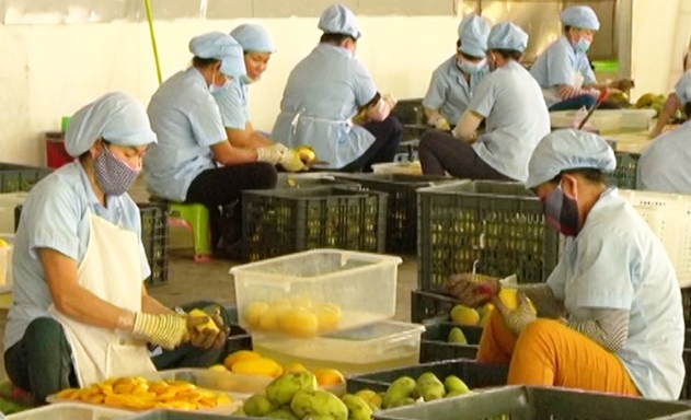 HTX chú trọng vào chế biến để nâng cao giá trị sản phẩm