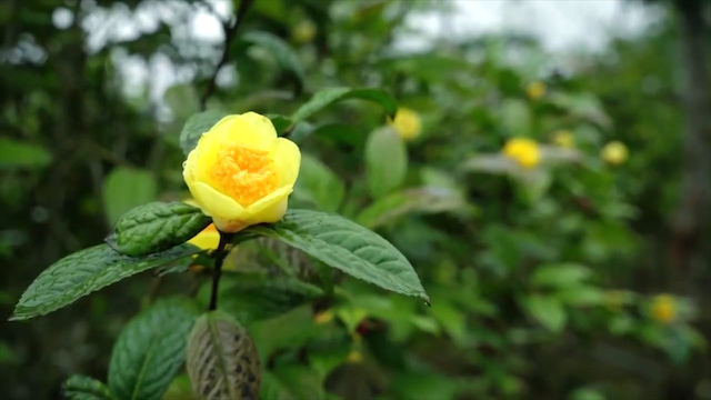 Hoa đã đủ độ thu hoạch