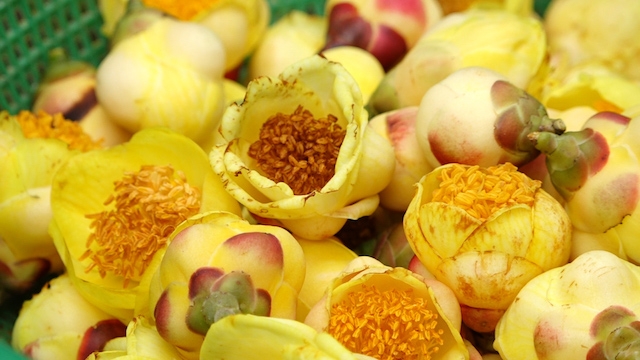 Trà hoa vàng khi chưa phân loại