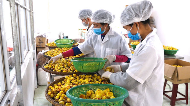 Nhân công phân từng loại hoa để đưa vào lò sấy cho chất lượng cao