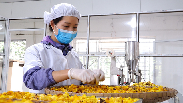 Đưa hoa vào sấy