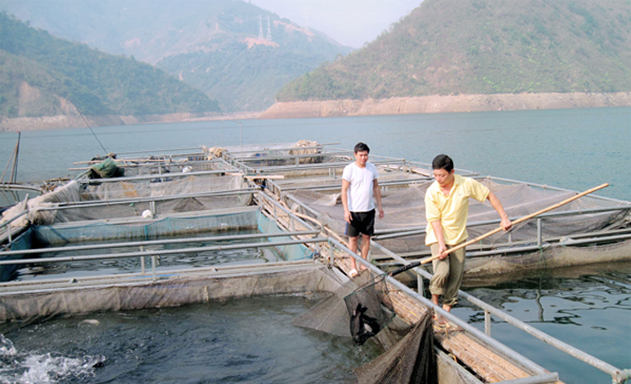 Mô hình nuôi cá lồng trên hồ thủy điện của HTX ở Mường La