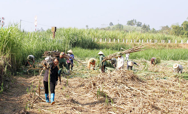 Ngành mía đường đang rơi vào tình cảnh cực kỳ khó khăn
