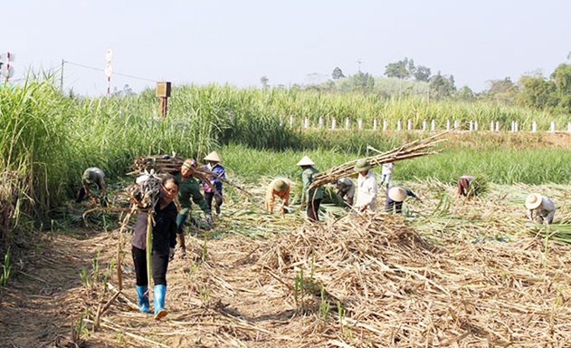 Ngành mía đường đang rơi vào tình cảnh cực kỳ khó khăn