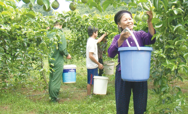 HTX đang mở ra hướng đi ổn định cho nông dân xã Tân Lập