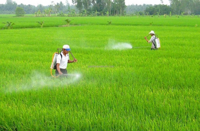 Loại Glyphosate khỏi danh mục thuốc bảo vệ thực vật được phép sử dụng (Ảnh: Internet)